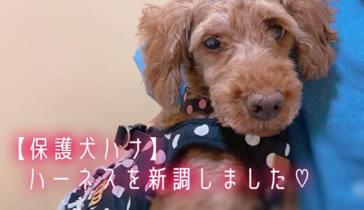 保護犬ハナ、ハーネスを新調しました♪