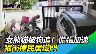 超驚悚瞬間！女熊貓被群犬追逐　慌張加速、狠衝撞民居鐵門｜三立新聞網 SETN.com