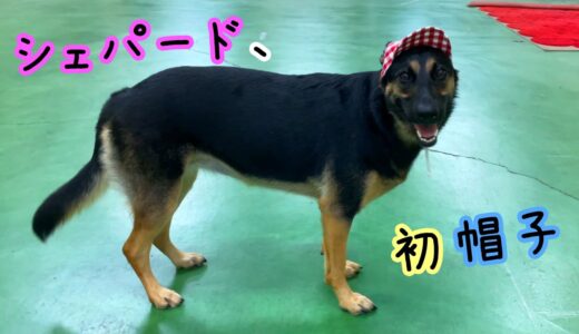 シェパード犬、生まれて初めて被る帽子に盛大に荒ぶる【German Shepherd】 My Dog Wears Her Favorite Hat