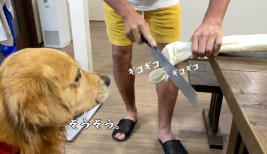 大型犬のおやつはノコギリで豪快に切ると食べやすいでしょう。ゴールデンレトリバーベンツ。