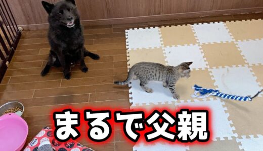 子猫を優しく見守る甲斐犬【甲斐犬一休】【猫のしずく】