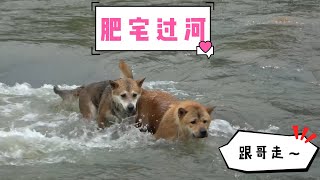 下河钓鱼不走寻常路，中华田园犬一路相伴，历经坎坷！