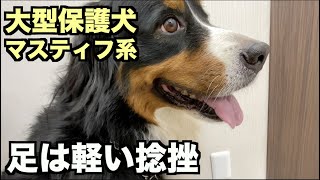 大型マスティフ系保護犬・アデちゃんの足大丈夫です【139 140日目】