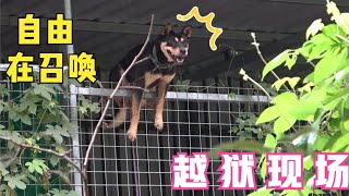 新来的四眼田园犬，身怀绝技，一米五的围栏形同虚设！