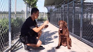 当公犬遇到发情母犬，其难受程度令人难以想象！When a female dog is in heat, male dog is extremely impatient.