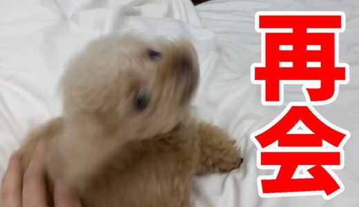 半日ぶりの再会でもテンションMAXで喜んでくれる犬が可愛い過ぎましたｗ【トイプードル】