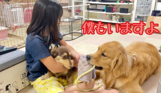 小型犬が撫でられるのに嫉妬して必死のアピールで姉を奪い返そうとする大型犬【ゴールデンレトリバーとミニチュアダックスフンド】