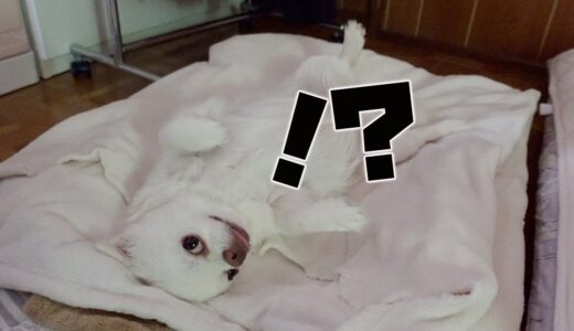 朝6：00  寝起きの犬に「散歩行く？」って言ってみたところｗｗｗ