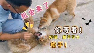 田园犬二毛遭主人暴力拔毛，小橘子趁机报复，却引火烧身!