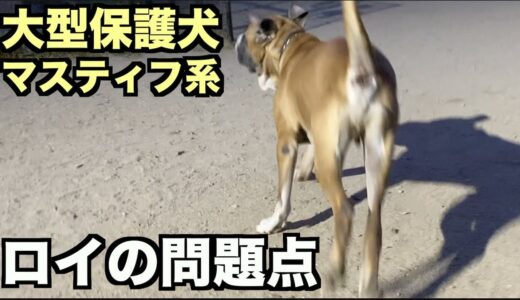 大型マスティフ系保護犬・注意点も見えてきた【133 135日目】