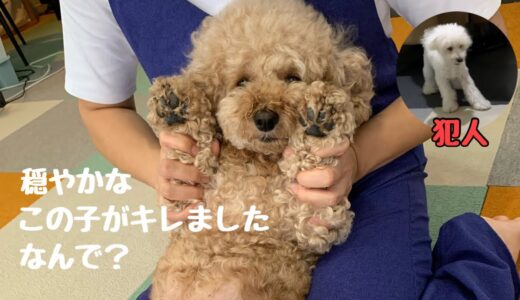 穏やかな先住犬が激怒！貫禄がありすぎて後輩犬がパニック…笑【トイプードル/マルプー】