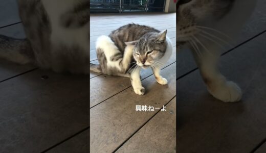 だからなんだよー#犬　#猫