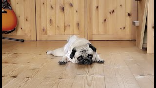 久しぶりのさんぽで喜びが爆発した パグ犬ぷぅPug