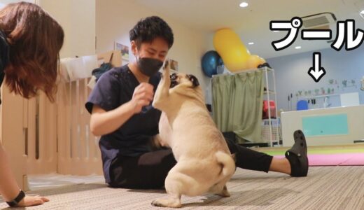 ダイエット始動！わがままボディのパグが犬専用フィットネスクラブに行ってみた