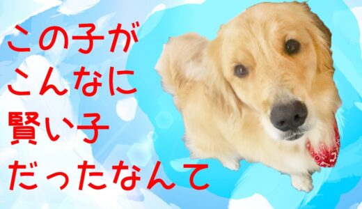 食欲に勝つ犬はそうはいないだろ！！【ゴールデンレトリバー】