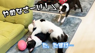 猫の襲撃から助けるヒーロー犬…これが本当の姉妹愛！【フレンチブルドッグ・ボストンテリア・エキゾチックショートヘア】