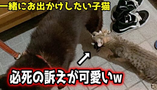 どうしても一緒に行きたい子猫と優しい甲斐犬一休