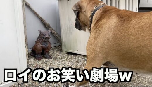 犬のような人のような大型犬ロイのお笑い劇場