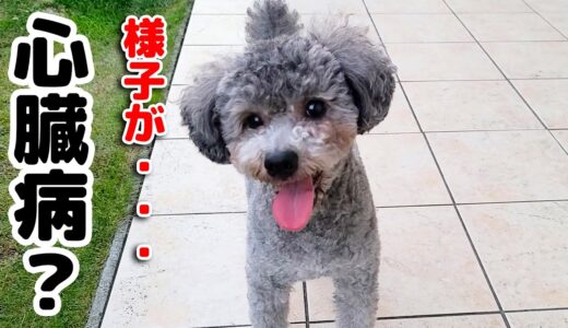 犬の咳が止まらないので心配です。心臓病？ハスキー犬と保護犬トイプードル