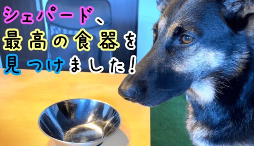 シェパード犬、大型犬にピッタリの最高な食器を見つけました【German Shepherd】 My Dog Just Got Her Favorite New Dish!