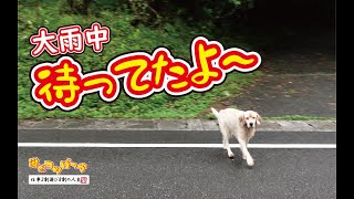 【犬】大雨中、待ってたよ！山奥の老犬