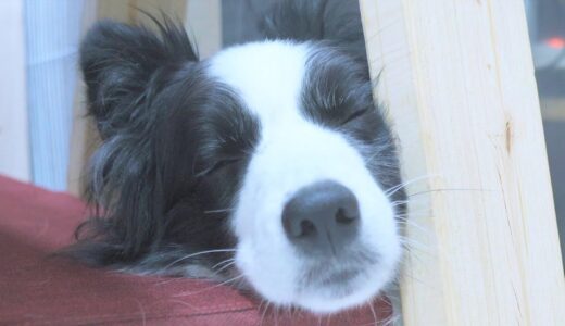 カメラを見つめてたまま寝落ちする犬