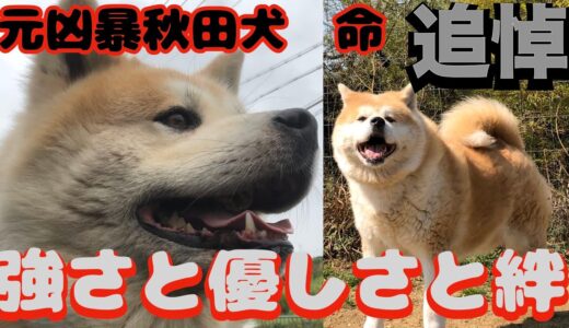 【追悼】命（アキラ）〜元凶暴秋田犬の強さと優しさと絆〜