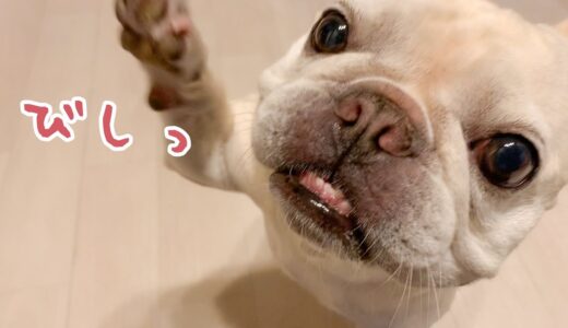 ごはん食べた過ぎて🍖犬がアベコベな行動をとりました