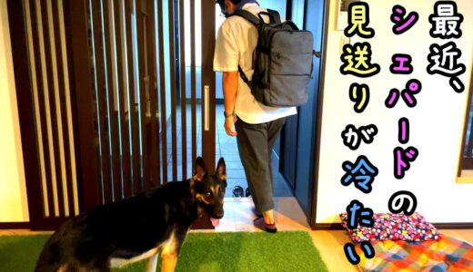 最近、シェパード犬の見送りが冷たいので出たフリしてのぞいてみた【German Shepherd】 My Dog Sees Her Dad Off Very Shortly...