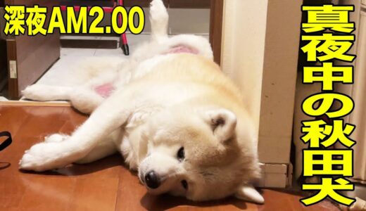 深夜・秋田犬の寝姿を激写！【VLOG】am2.00