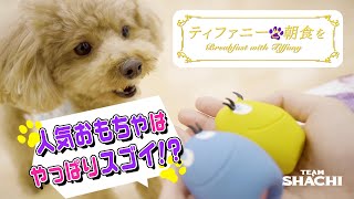 【ビショプー  犬の動画】大黒柚姫のティファニーと朝食を  おもちゃ編