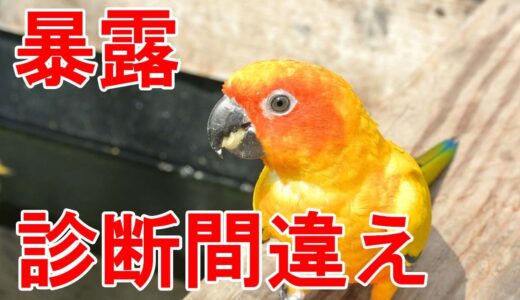 【鳥】獣医師が教える犬と猫の病院て゛鳥゛を診療してもらった結果・・・