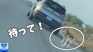 飼い主に捨てられ走り去る車を必死に追いかける犬の姿に胸が締め付けられる！