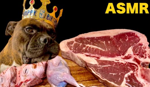 【大食い犬ASMR】5歳児がTボーンステーキと生肉を飲み干すwww