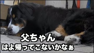 犬のお留守番中は何してる？