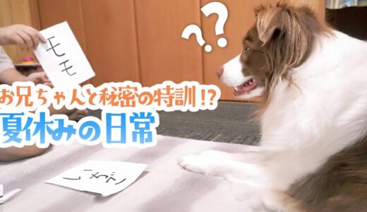 【犬は文字を読める？】お兄ちゃんと秘密の特訓をするボーダーコリー【夏休みの日常】