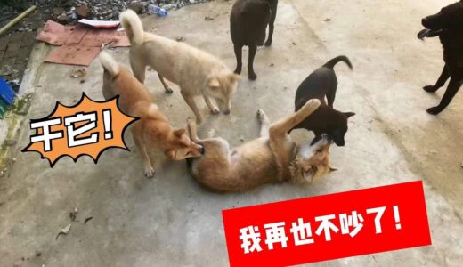 田园犬最强王者被群殴，这回老实了，一句话也不敢喷！