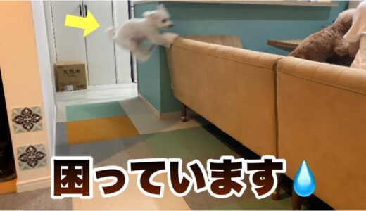 ジャンプ力が凄い犬と暮らすとこうなります…笑 トイプードル/マルプー