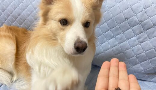 日本語を理解している犬にオヤツを待ってもらって『よし!...こ』と言ってみた。