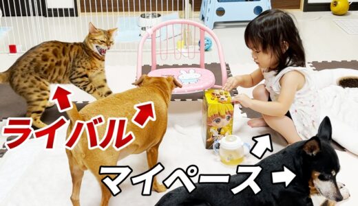 犬猫に囲まれてもマイペースに遊ぶ2歳娘