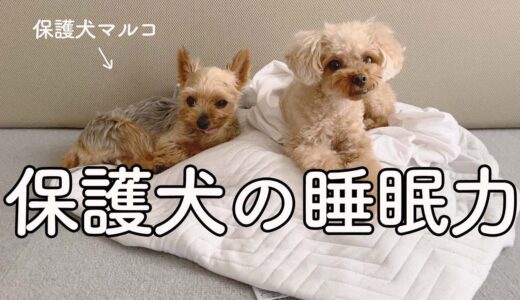 保護犬、いろんな寝方を楽しめるようになりました【Day37】