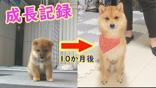 こんなに大きく、こんなに優しい成犬になりました❤