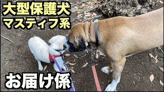 大型マスティフ系保護犬・関東へ【131 132日目】