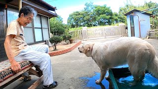 【ばあちゃんが先代犬にさせた遊び】同じ行動をとる子犬がおもしろいw　ゴールデンレトリーバー　GoldenRetriever