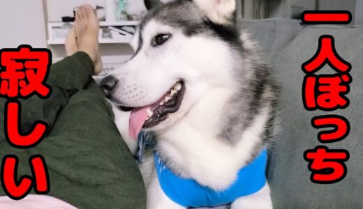 一人ぼっちで寂しく映画を見てたら・・・ハスキー犬と保護犬おイプードル