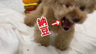 犬に納豆あげたら取れなくなりました！【トイプードル】