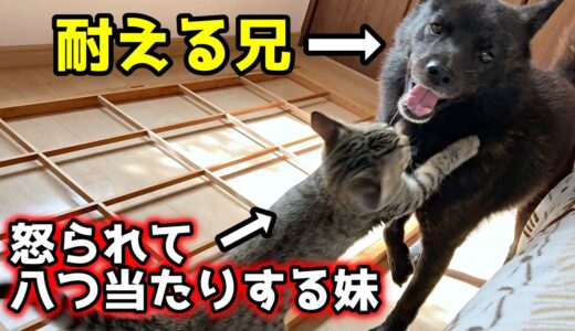 ヤンチャすぎる子猫を優しく世話する犬【甲斐犬一休と猫のしずく】