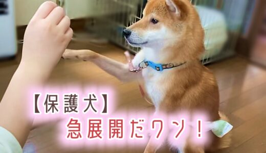 【保護犬&猫預かりvlog】急展開だワン♪