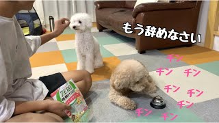 【鳴らしすぎ注意】ベルを覚えたらひたすら押しまくる犬が可愛すぎたww 【トイプードル/マルプー】