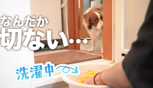 【心配そうに見守る犬】大好きなぬいぐるみを洗濯したら、胸が締め付けられました【ボーダーコリー】